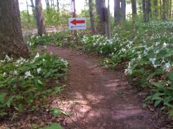 Trillium